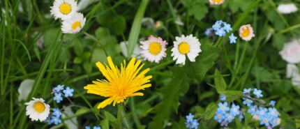 Resultaten Maai Mei Niet Nederland 2023