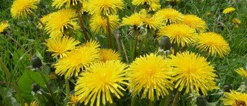 Ontdek de Magie van de Paardenbloem: Een Pleidooi voor deze Ondergewaardeerde Held