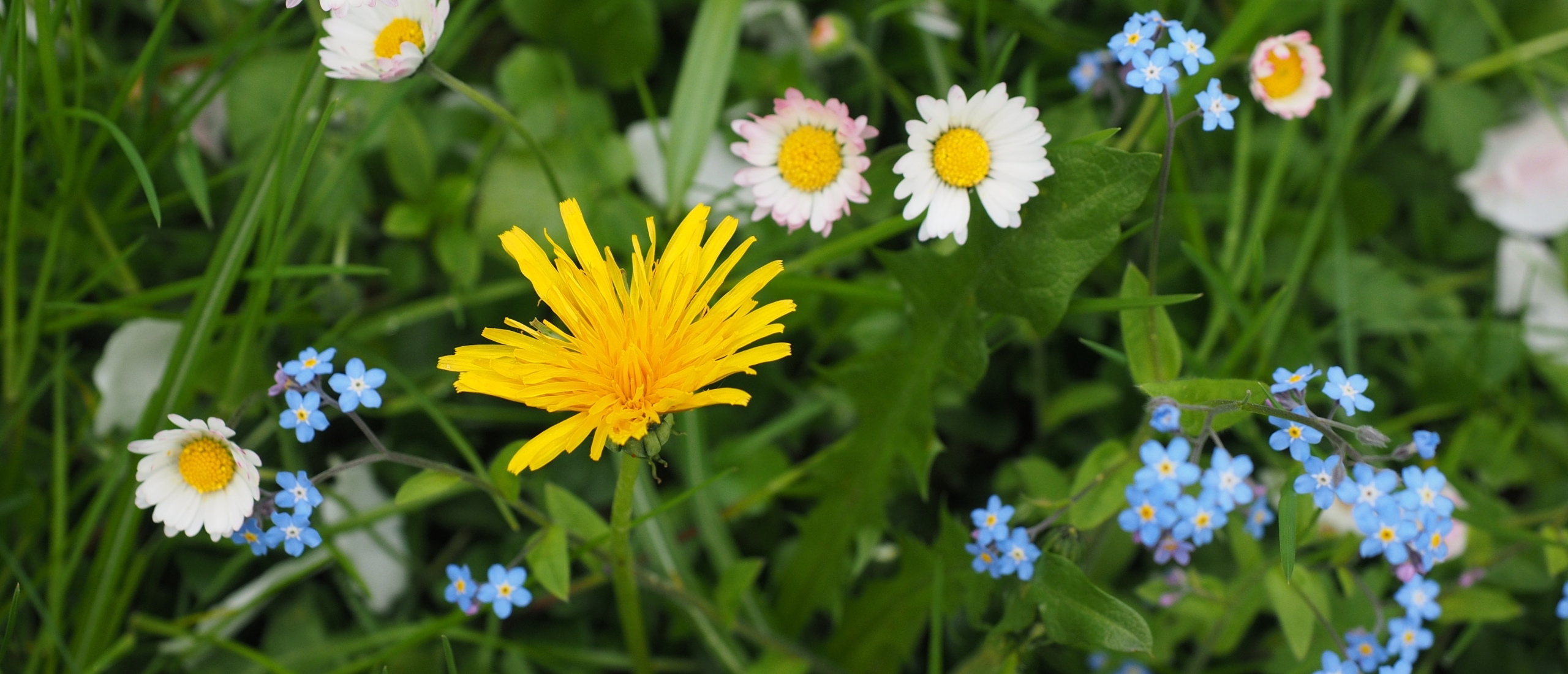 Bloemen tellen voor nectarscore